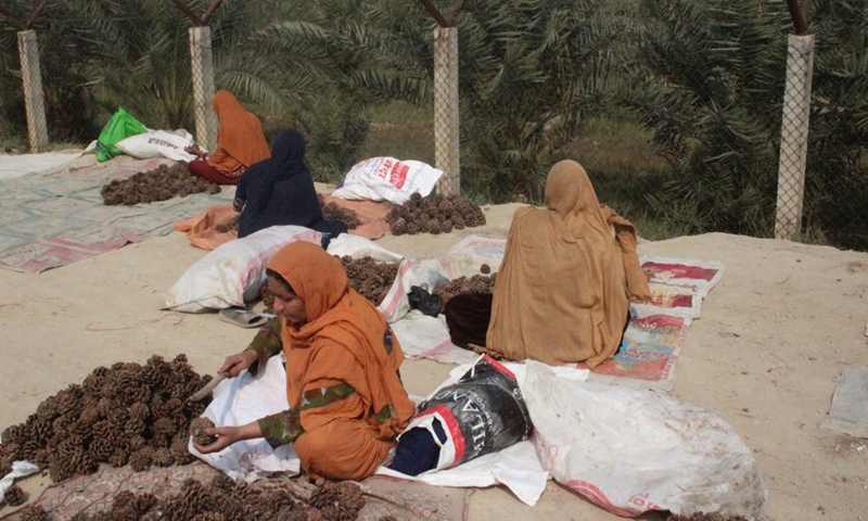 People harvest pine nuts in Nangarhar province, Afghanistan, Oct. 11, 2022.(Photo: Xinhua)