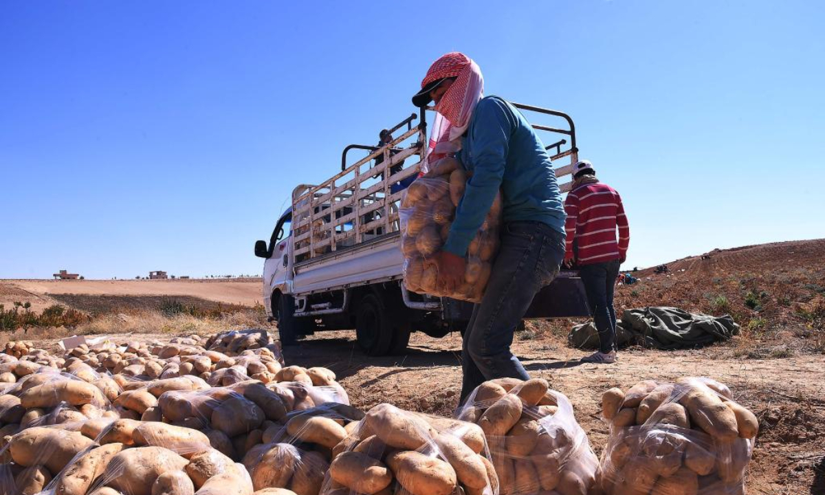 Farmers harvest potatoes in the rugged al-Qalamoun region, north of Damascus, capital of Syria, Oct 13, 2022. Photo:Xinhua