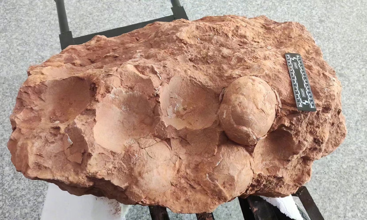 Jackpot! Hundreds of fossilized pterosaur eggs unearthed in China