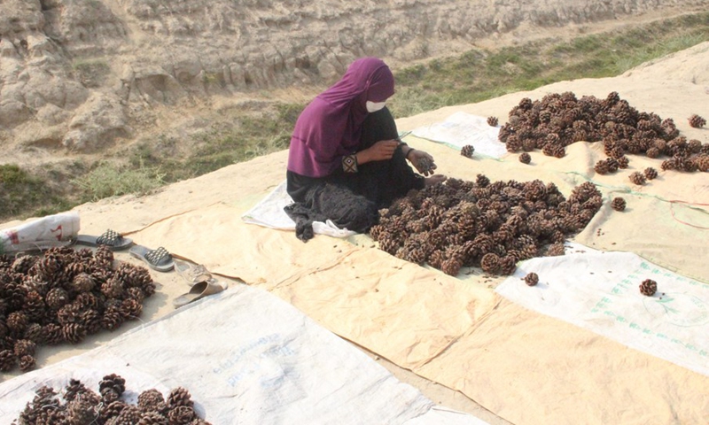 A woman harvests pine nuts in Nangarhar province, Afghanistan, Oct. 11, 2022.(Photo: Xinhua)