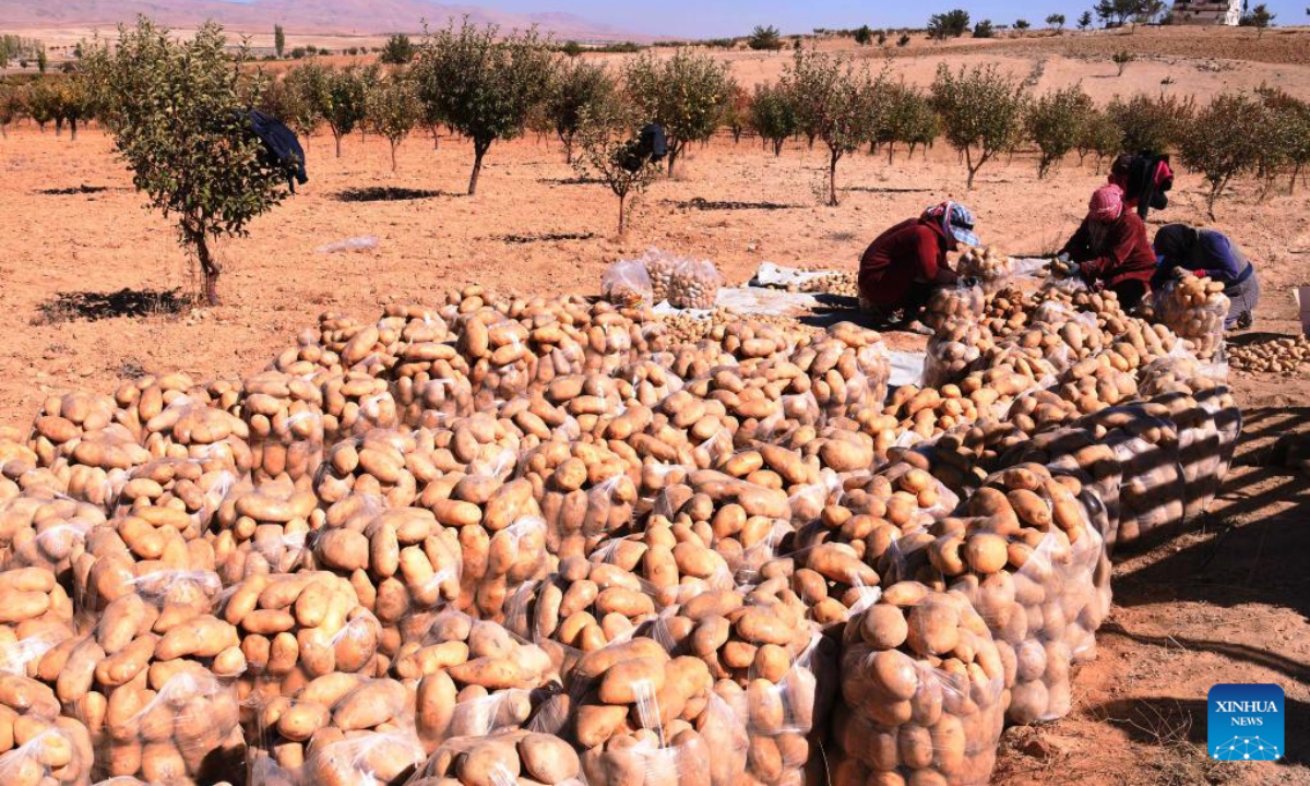 Farmers harvest potatoes in the rugged al-Qalamoun region, north of Damascus, capital of Syria, Oct 13, 2022. Photo:Xinhua