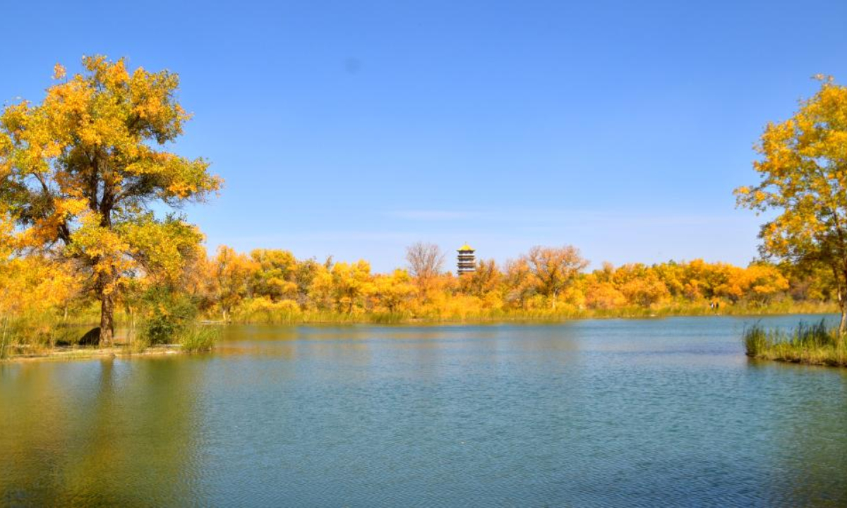 Photo taken on Oct 7, 2022 shows the autumn scenery of the populus euphratica forest in Jinta County, northwest China's Gansu Province. Photo:Xinhua