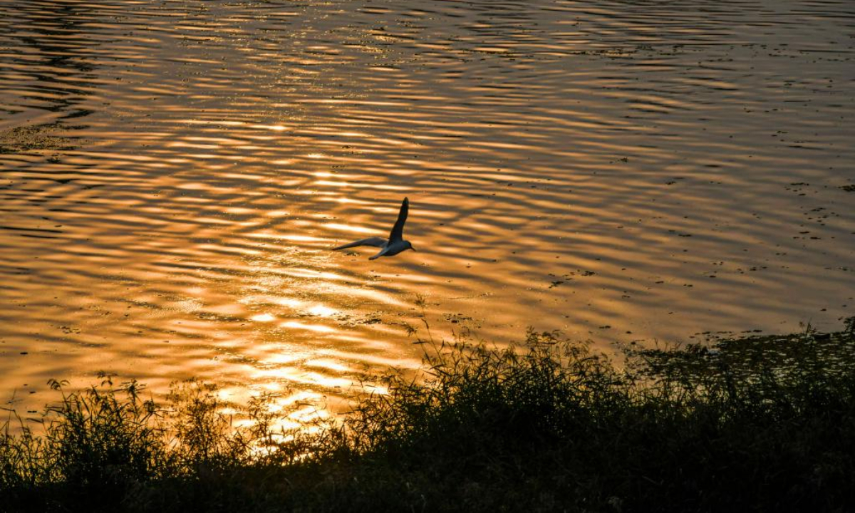 Photo taken on Oct 12, 2022 shows a waterfowl flying over the surface of the Shahe River in Zunhua City, north China's Hebei Province. Photo:Xinhua