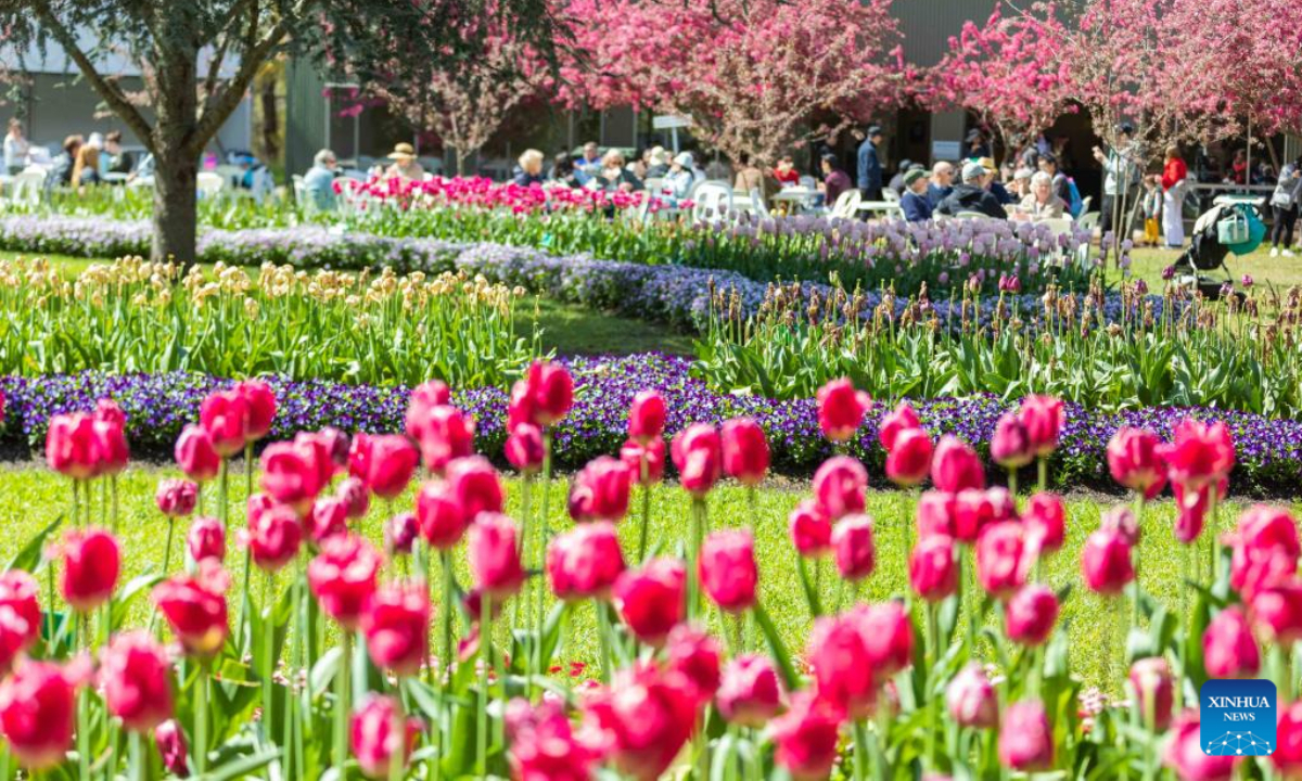 Blooming tulips at garden in Canberra, Australia Global Times