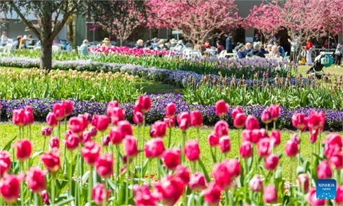 Blooming Tulips At Garden In Canberra Australia Global Times