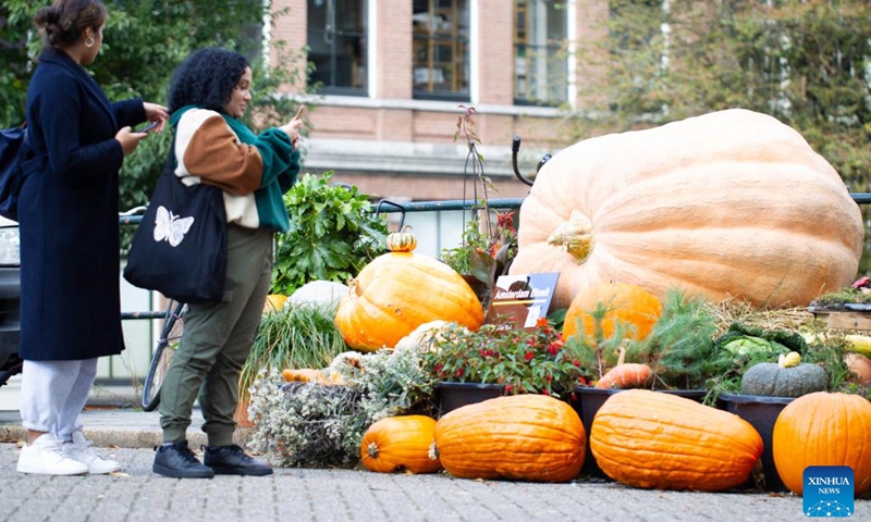 A woman takes pictures of a pumpkin garden in central Amsterdam, the Netherlands, on Oct. 11, 2022.(Photo: Xinhua)