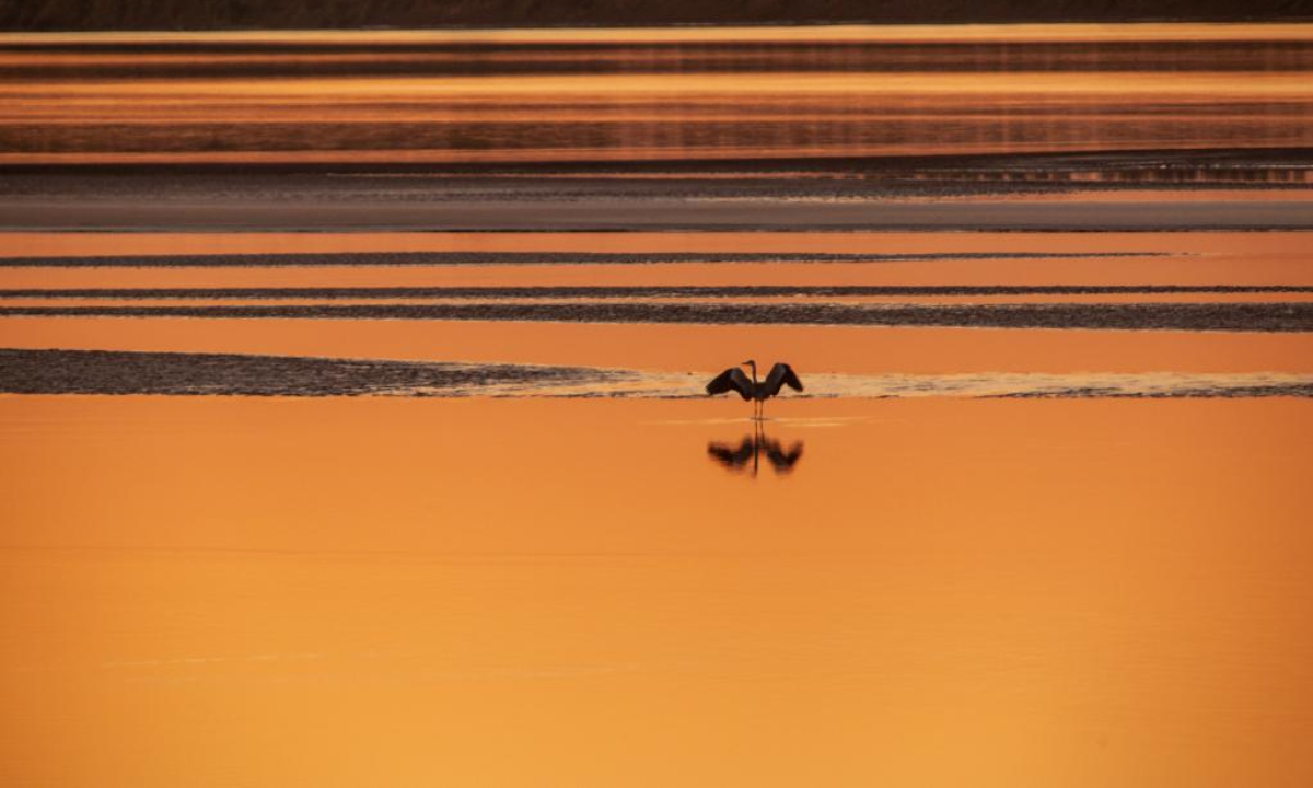 A waterfowl is seen in the lower reach of the Yellow River in Gaoqing County, east China's Shandong Province, Oct 10, 2022. Photo:Xinhua