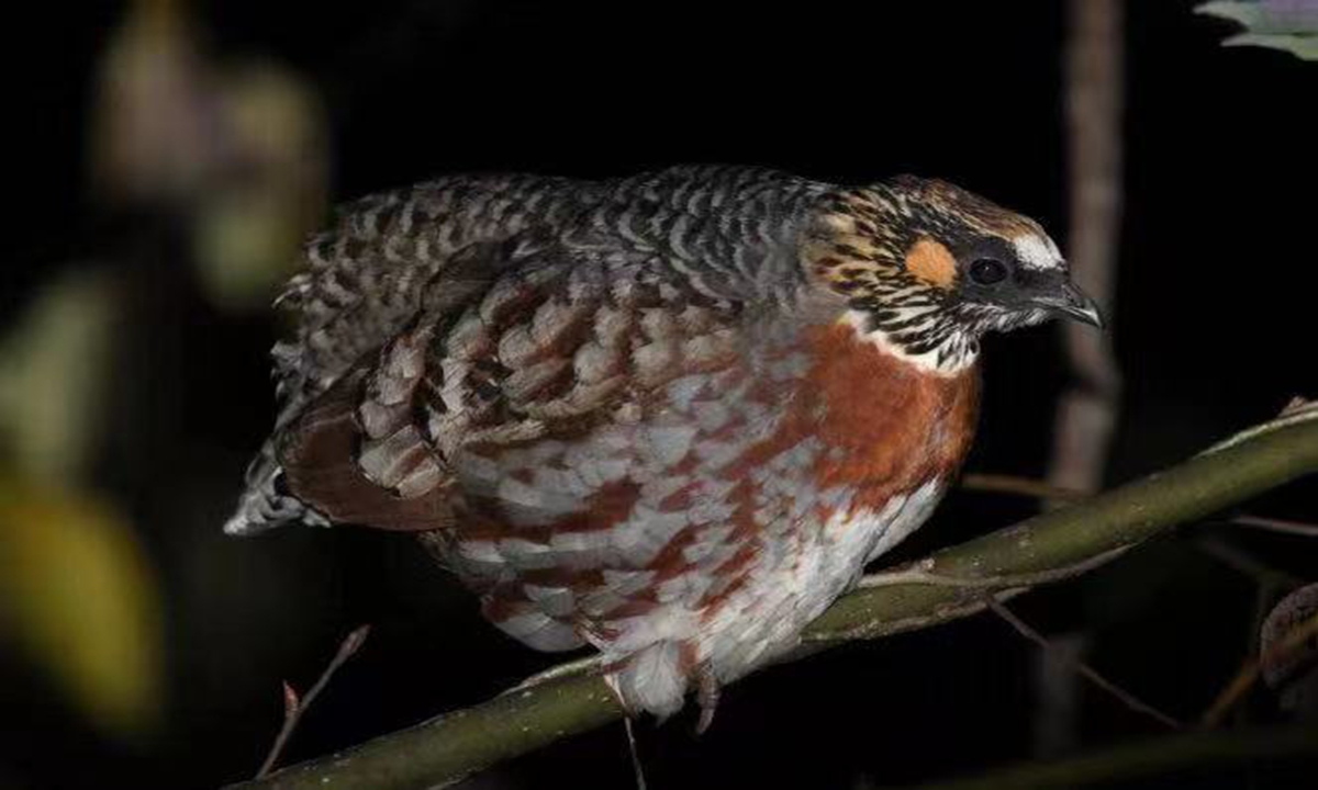 The globally endangered Sichuan partridge, also given the title of 