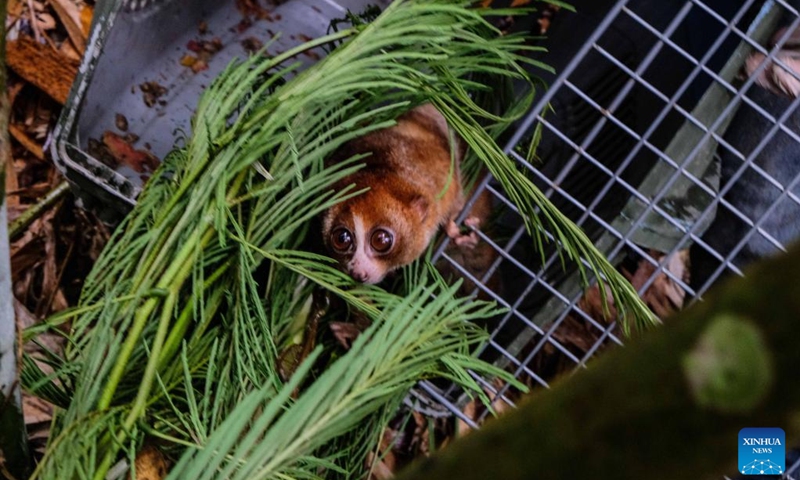 Photo taken on Oct. 12, 2022 shows a released Bangka slow loris at a forest in Bangka, Indonesia. A local wildlife rescue organization released two endangered animals on Wednesday.(Photo: Xinhua)