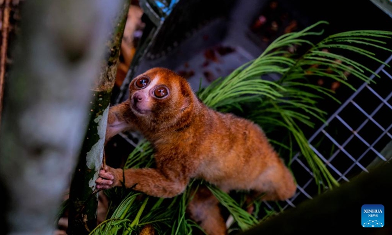 Photo taken on Oct. 12, 2022 shows a released Bangka slow loris at a forest in Bangka, Indonesia. A local wildlife rescue organization released two endangered animals on Wednesday.(Photo: Xinhua)