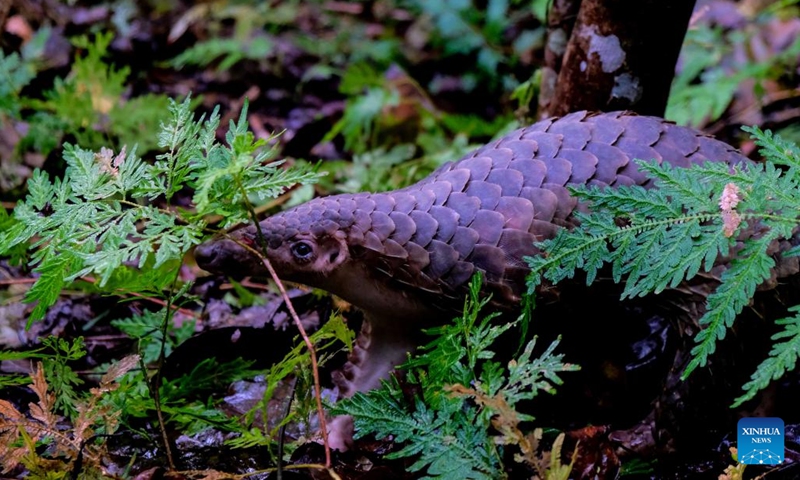 Photo taken on Oct. 12, 2022 shows a released pangolin at a forest in Bangka, Indonesia. A local wildlife rescue organization released two endangered animals on Wednesday.(Photo: Xinhua)