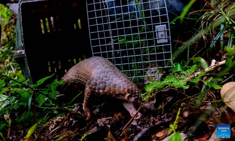 Photo taken on Oct. 12, 2022 shows a released pangolin at a forest in Bangka, Indonesia. A local wildlife rescue organization released two endangered animals on Wednesday.(Photo: Xinhua)