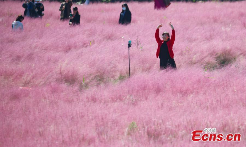 Visitors pose for photos at a field of pink muhly grass at Sanqiao wetland park in Nanjing, east China's Jiangsu Province, Oct. 18, 2022. (Photo: China News Service/Yang Bo)