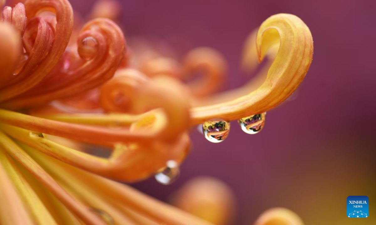 This photo taken on Oct 17, 2022 shows rain drops hanging on a chrysanthemum in Lijiang City of southwest China's Yunnan Province. First Frost, also known as Shuangjiang, is one of the 24 solar terms of the Chinese lunar calendar and will fall on Oct 23 this year. Photo:Xinhua