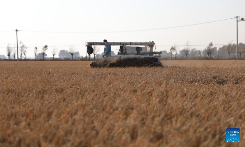 A villager riding a reaper harvests paddy rice in Beihong Village, Sujiatun District of Shenyang, northeast China's Liaoning Province, Oct. 19, 2022. (Xinhua/Yao Jianfeng)