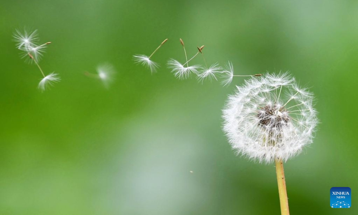 This photo taken on Oct 14, 2022 shows a dandelion in Xigang Town, Tengzhou City of east China's Shandong Province. First Frost, also known as Shuangjiang, is one of the 24 solar terms of the Chinese lunar calendar and will fall on Oct 23 this year. Photo:Xinhua