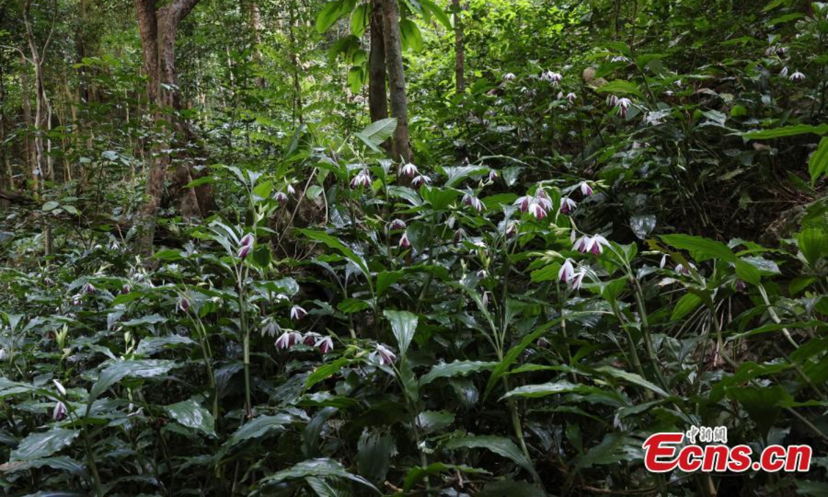 在中国南方的广西壮族自治区，200 多株尼姑兰（Phaius tankervilleae）盛开。 图片：中新社