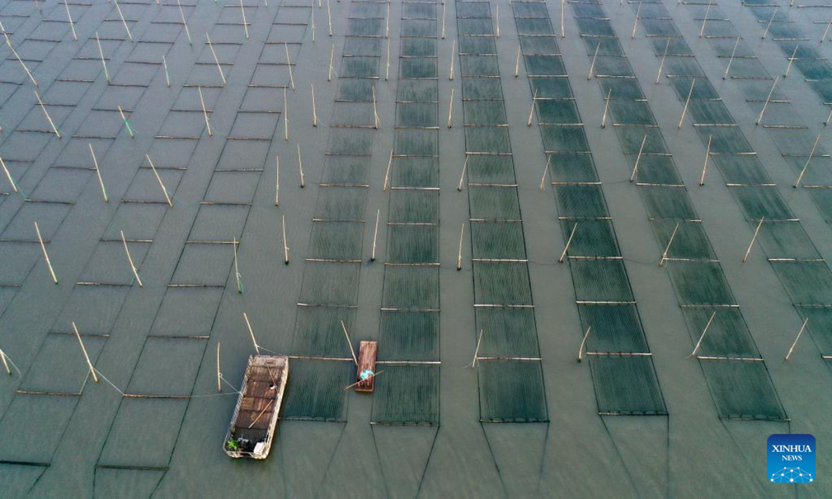 This aerial photo taken on Oct 20, 2022 shows a fisher taking care of a seaborne laver farm at Sansha Town, Xiapu County of southeast China's Fujian Province. Photo:Xinhua