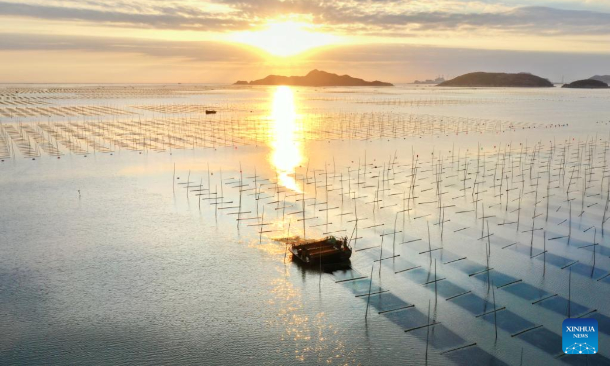 This aerial photo taken on Oct 21, 2022 shows fishers harvesting in a seaborne laver farm at Shatangjie Village, Songshan Sub-district, Xiapu County of southeast China's Fujian Province. Photo:Xinhua