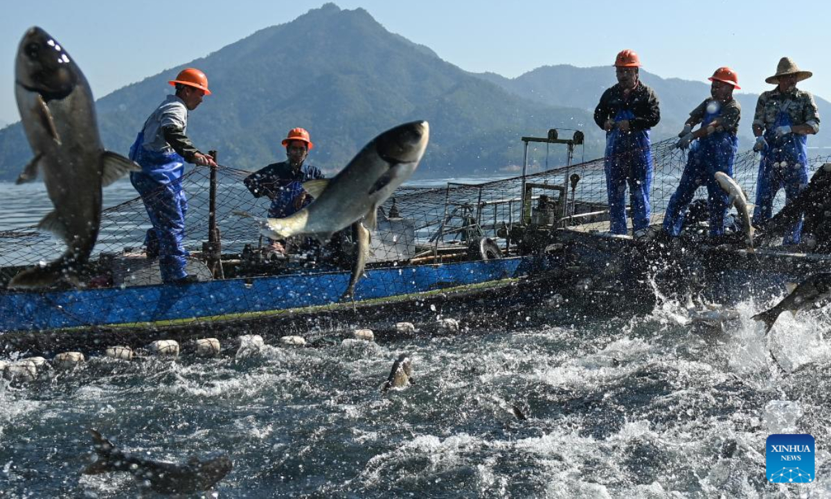 Fishermen catch fish in cooperation using a huge fishnet on Huangshanjian waters of the Qiandao Lake in Chun'an County, east China's Zhejiang Province, Oct 22, 2022. Photo:Xinhua