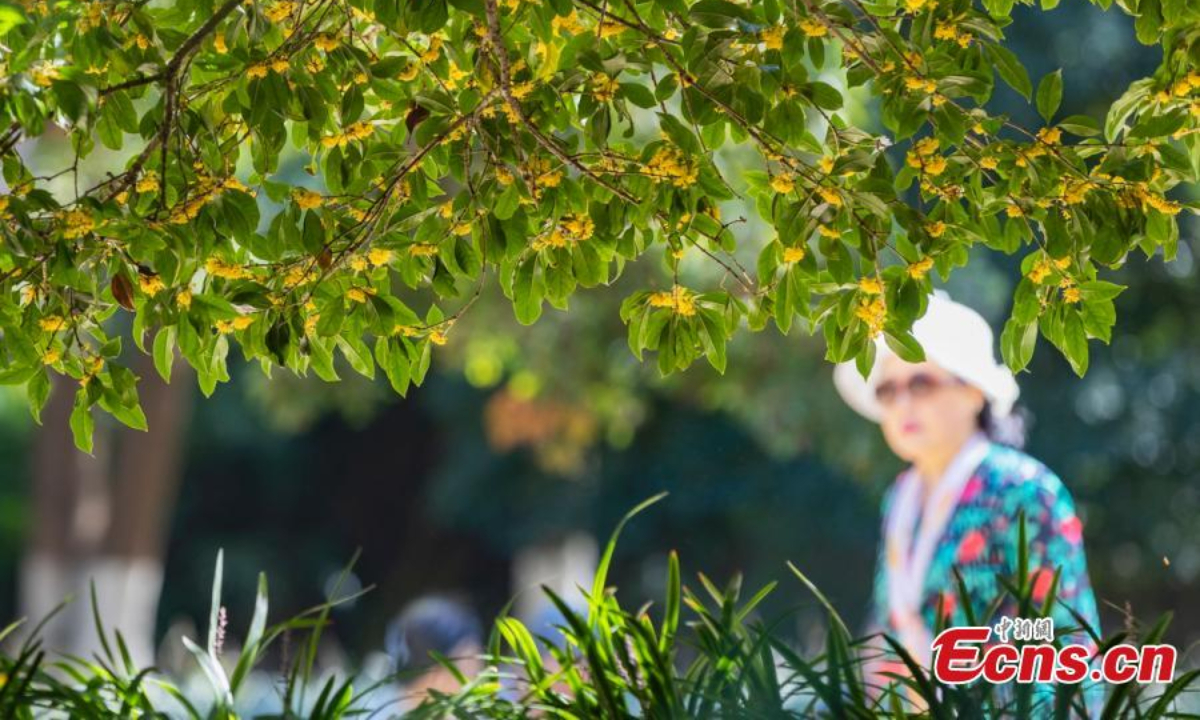 A century-old sweet osmanthus tree is in full bloom in Zhongshan Mountain National Park, Nanjing, east China's Jiangsu Province, Oct 20, 2022. The osmanthus plant dates back to 100 years with a height of 6.3 meters. Photo: China News Service