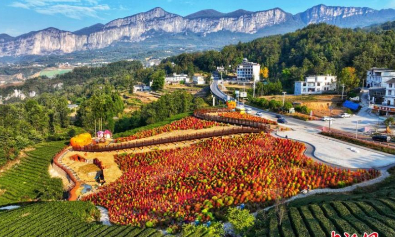 Broom grass (Kochia scoparia) turns to bright red color in fall in Enshi Tujia and Miao Autonomous Prefecture, central China's Hubei Province, Oct. 21, 2022. Photo: China News Service