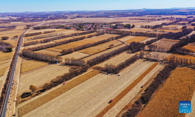 This aerial photo shows farmers harvesting corn in Naiman Banner of Tongliao City, north China's Inner Mongolia Autonomous Region, Oct. 18, 2022. (Xinhua/Lian Zhen)