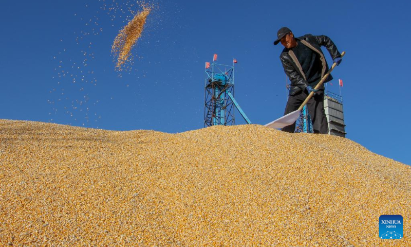 A worker dries corn in Naiman Banner of Tongliao City, north China's Inner Mongolia Autonomous Region, Oct. 18, 2022. (Xinhua/Lian Zhen)