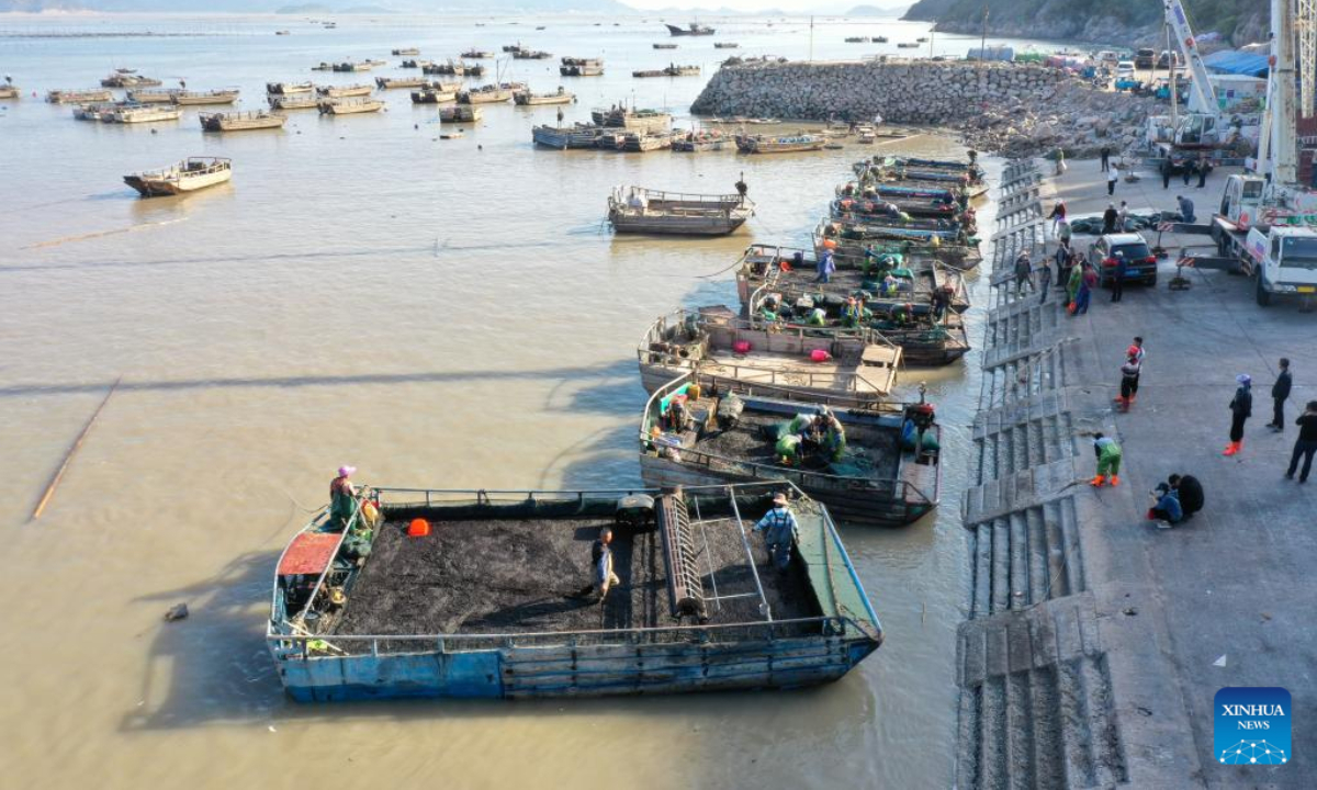 This aerial photo taken on Oct 21, 2022 shows fishers harvesting in a seaborne laver farm at Shatangjie Village, Songshan Sub-district, Xiapu County of southeast China's Fujian Province. Photo:Xinhua