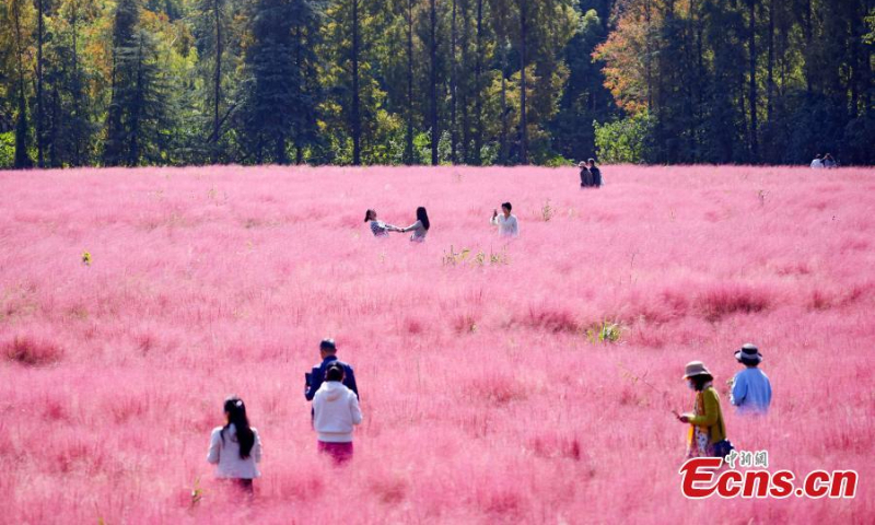 Visitors pose for photos at a field of pink muhly grass at Sanqiao wetland park in Nanjing, east China's Jiangsu Province, Oct. 18, 2022. (Photo: China News Service/Yang Bo)