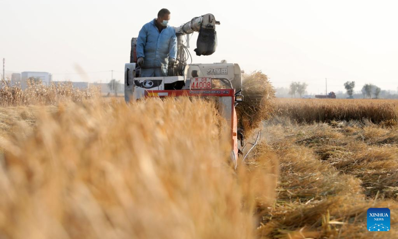 A villager riding a reaper harvests paddy rice in Shahezhan Village, Sujiatun District of Shenyang, northeast China's Liaoning Province, Oct. 19, 2022. (Xinhua/Yao Jianfeng)