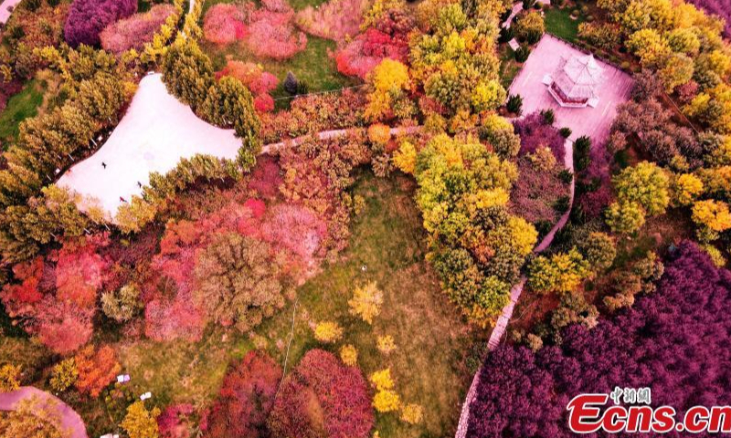 Colorful autumn scenery at a park in Jize County of Handan City, north China's Hebei Province, Oct. 20, 2022. Photo: China News Service