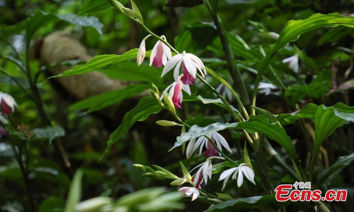 More than 200 nun's-hood orchids (Phaius tankervilleae) are in full bloom in south China's Guangxi Zhuang Autonomous Region. Photo: China News Service