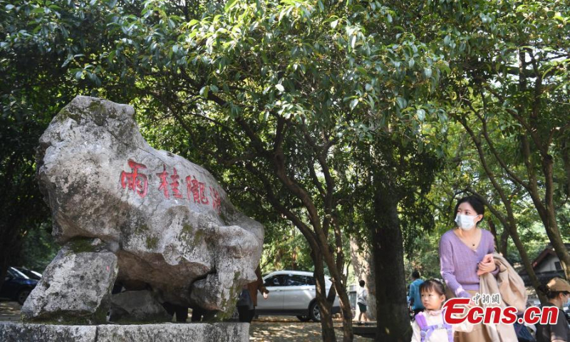 Sweet Osmanthus flowers are in full bloom at Sweet Osmanthus Rain, one of the 