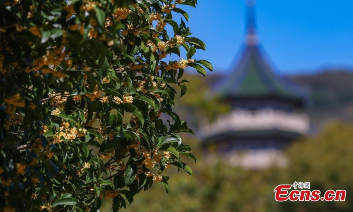 A century-old sweet osmanthus tree is in full bloom in Zhongshan Mountain National Park, Nanjing, east China's Jiangsu Province, Oct 20, 2022. The osmanthus plant dates back to 100 years with a height of 6.3 meters. Photo: China News Service