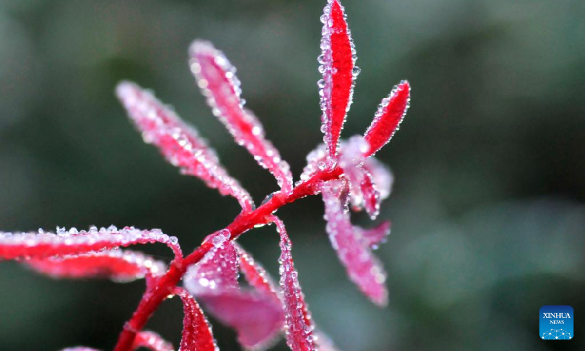 This photo taken on Oct 16, 2022 shows hoarfrost on a plant in Shangri-La, Deqen Tibetan Autonomous Prefecture, southwest China's Yunnan Province. First Frost, also known as Shuangjiang, is one of the 24 solar terms of the Chinese lunar calendar and will fall on Oct. 23 this year. Photo:Xinhua