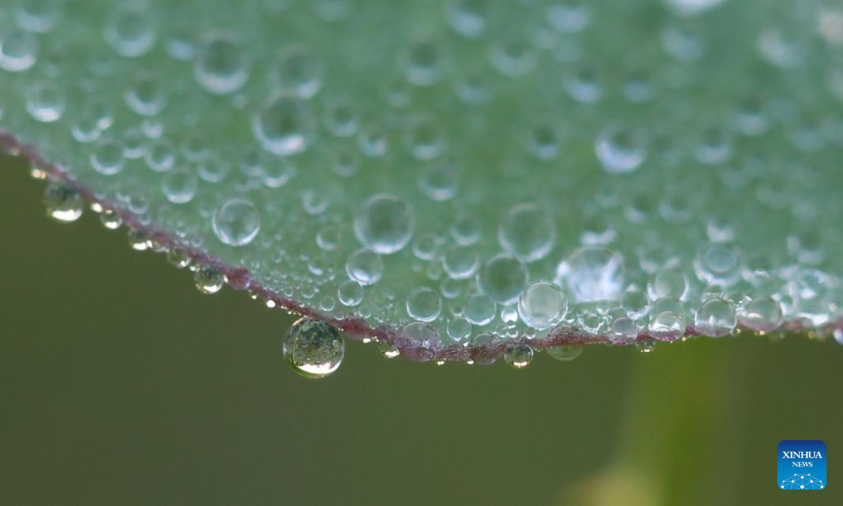 This photo taken on Oct 18, 2022 shows morning dew on a plant in Yankou Town, Guang'an City of southwest China's Sichuan Province. First Frost, also known as Shuangjiang, is one of the 24 solar terms of the Chinese lunar calendar and will fall on Oct. 23 this year. Photo:Xinhua