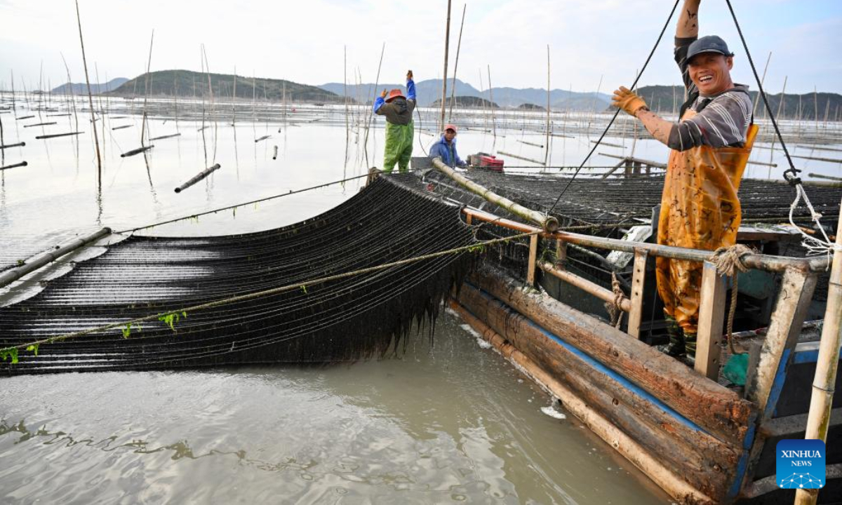 Fishers harvest laver at Shatangjie Village, Songshan Sub-district, Xiapu County of southeast China's Fujian Province, on Oct 21, 2022. Photo:Xinhua