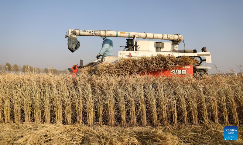 A villager riding a reaper harvests paddy rice in Beihong Village, Sujiatun District of Shenyang, northeast China's Liaoning Province, Oct. 19, 2022. (Xinhua/Yao Jianfeng)