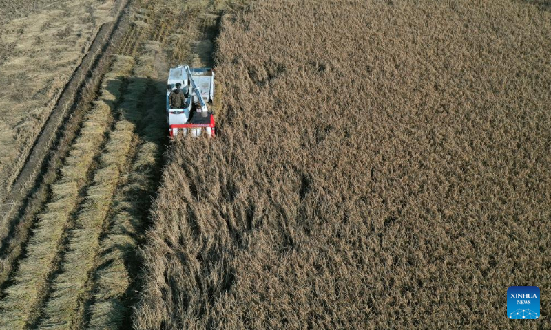 This aerial photo taken on Oct. 19, 2022 shows a villager riding a reaper harvesting paddy rice in Beihong Village, Sujiatun District of Shenyang, northeast China's Liaoning Province. (Xinhua/Yao Jianfeng)