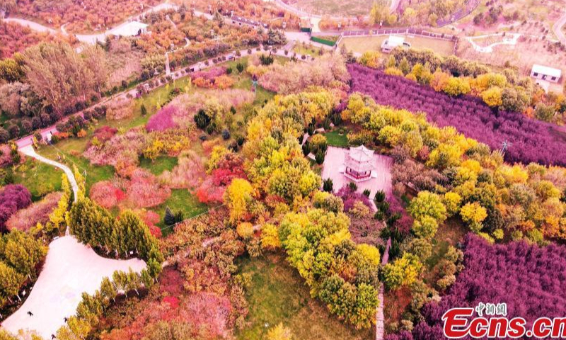 Colorful autumn scenery at a park in Jize County of Handan City, north China's Hebei Province, Oct. 20, 2022. Photo: China News Service