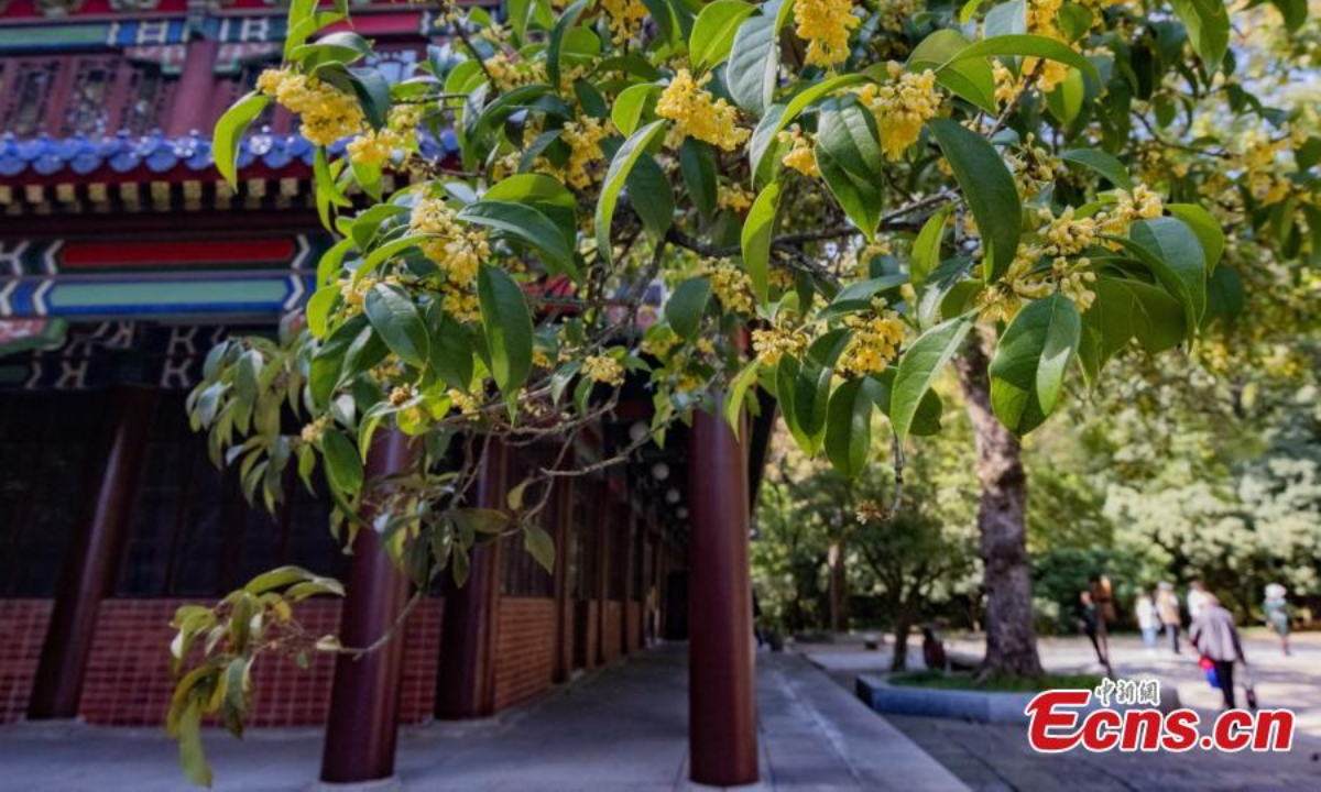 A century-old sweet osmanthus tree is in full bloom in Zhongshan Mountain National Park, Nanjing, east China's Jiangsu Province, Oct 20, 2022. The osmanthus plant dates back to 100 years with a height of 6.3 meters. Photo: China News Service