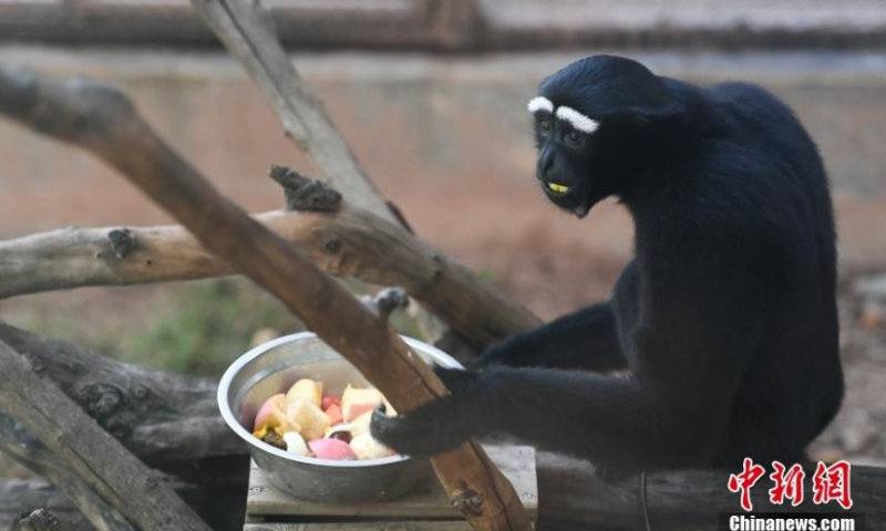 A gibbon enjoys fruits at the Guangzhou Zoo in south China's Guangdong Province, Oct. 22, 2022. Some activities were held to welcome the upcoming International Gibbon Day, which will fall on Oct. 24, 2022. Photo: China News Service