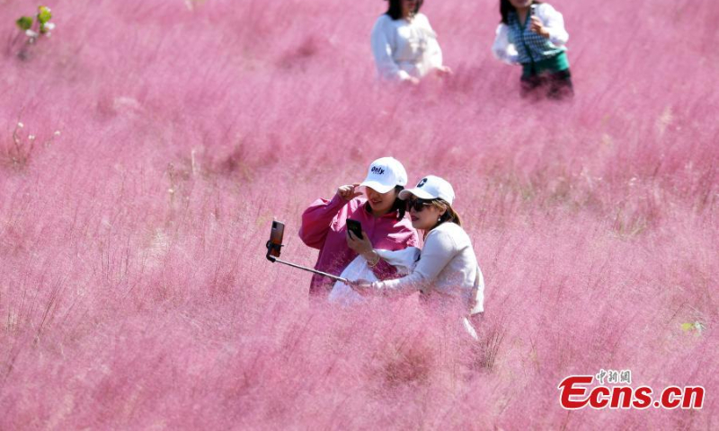 Visitors pose for photos at a field of pink muhly grass at Sanqiao wetland park in Nanjing, east China's Jiangsu Province, Oct. 18, 2022. (Photo: China News Service/Yang Bo)