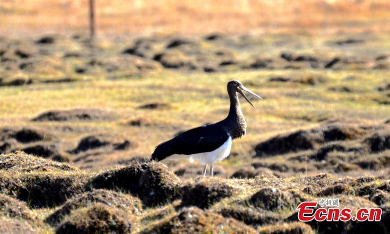 A black stork is captured resting in Qilian Mountain National Park in northwest China's Qinghai Province. (Photo: China News Service/Bao Lei)