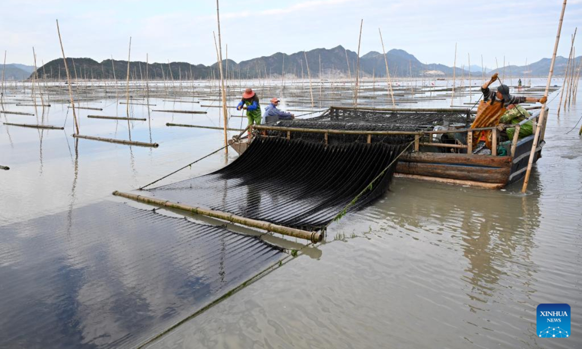 Fishers harvest laver at Shatangjie Village, Songshan Sub-district, Xiapu County of southeast China's Fujian Province, on Oct 21, 2022. Photo:Xinhua