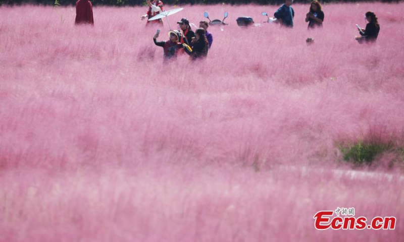 Visitors pose for photos at a field of pink muhly grass at Sanqiao wetland park in Nanjing, east China's Jiangsu Province, Oct. 18, 2022. (Photo: China News Service/Yang Bo)