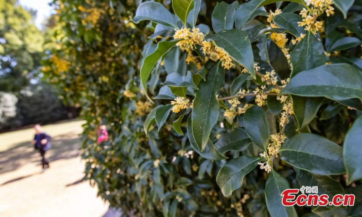 A century-old sweet osmanthus tree is in full bloom in Zhongshan Mountain National Park, Nanjing, east China's Jiangsu Province, Oct 20, 2022. The osmanthus plant dates back to 100 years with a height of 6.3 meters. Photo: China News Service