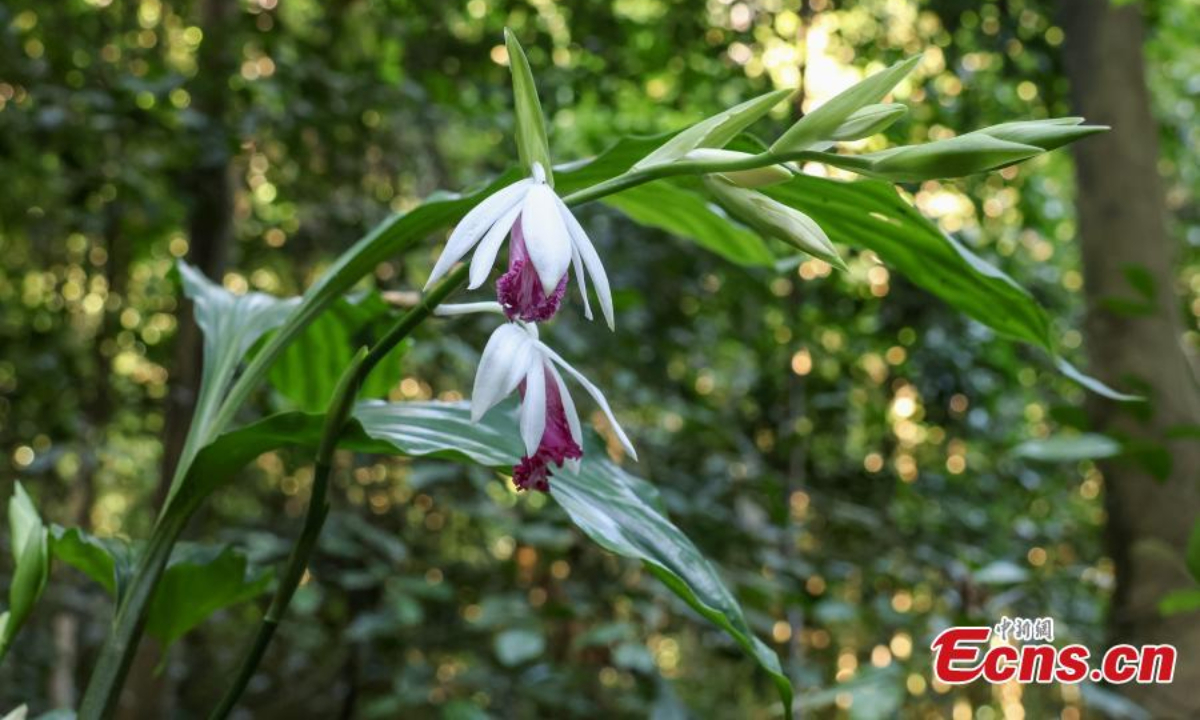 在中国南方的广西壮族自治区，200 多株尼姑兰（Phaius tankervilleae）盛开。 图片：中新社