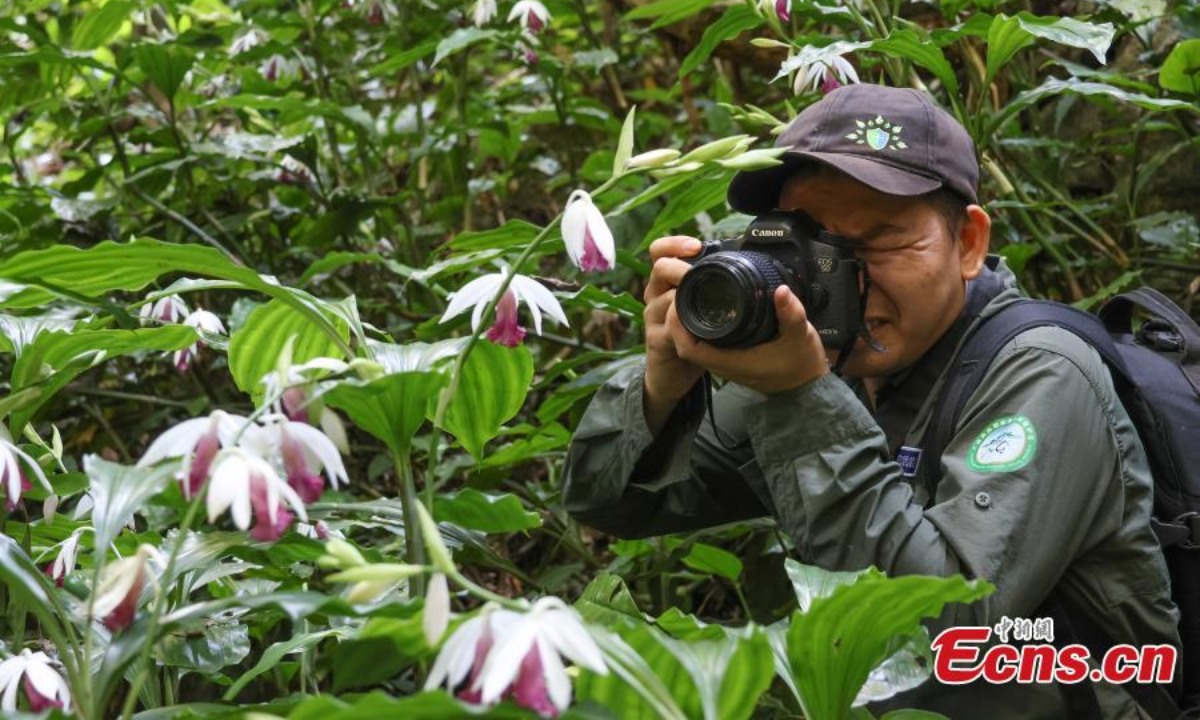 在中国南方的广西壮族自治区，200 多株尼姑兰（Phaius tankervilleae）盛开。 图片：中新社